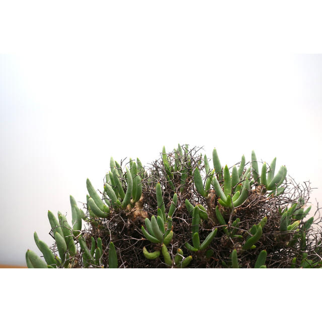 極美大株 万物想 塊根 Tylecodon reticulatus 発根済-eastgate.mk
