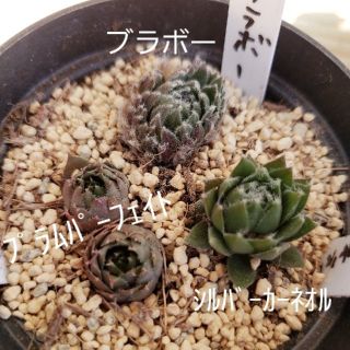 多肉植物 センペルビウム 3種set(その他)