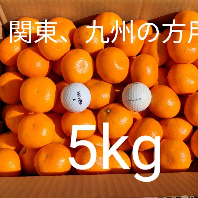 【関東、九州の方用】小粒ミカン5kg 食品/飲料/酒の食品(フルーツ)の商品写真