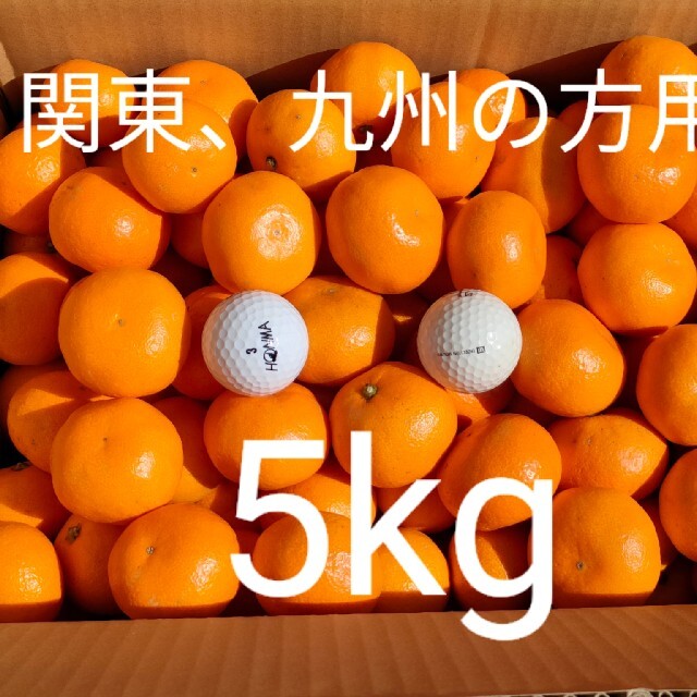 【関東、九州の方用】小粒ミカン5kg 食品/飲料/酒の食品(フルーツ)の商品写真