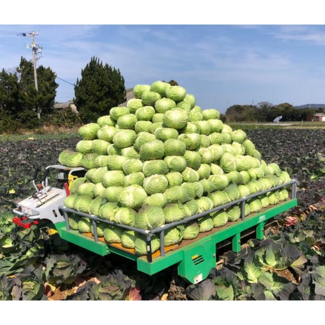 【農家直送】渥美半島　採れたて冬野菜詰め合わせ　大容量120サイズ 食品/飲料/酒の食品(野菜)の商品写真