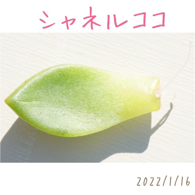 シャネルココ 葉挿し 発根済み！ 多肉植物