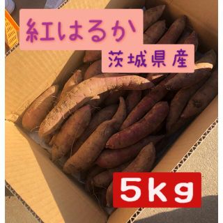 さつまいも　紅はるか　5キロ(野菜)