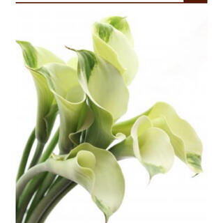 レア人気♪くるりとまいた白い花弁が優雅カラー✣グリーンゴッデス緑の女神2大苗(プランター)