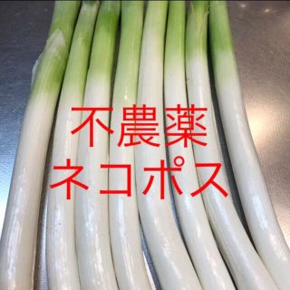 群馬県産長ネギ白い部分のみネコポス500g以(野菜)