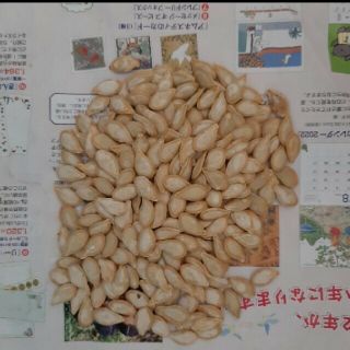 無農薬　島かぼちゃの種　50粒(野菜)