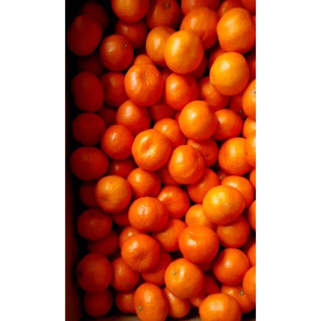愛媛県産　ポンカン　柑橘　　10kg 食品/飲料/酒の食品(フルーツ)の商品写真