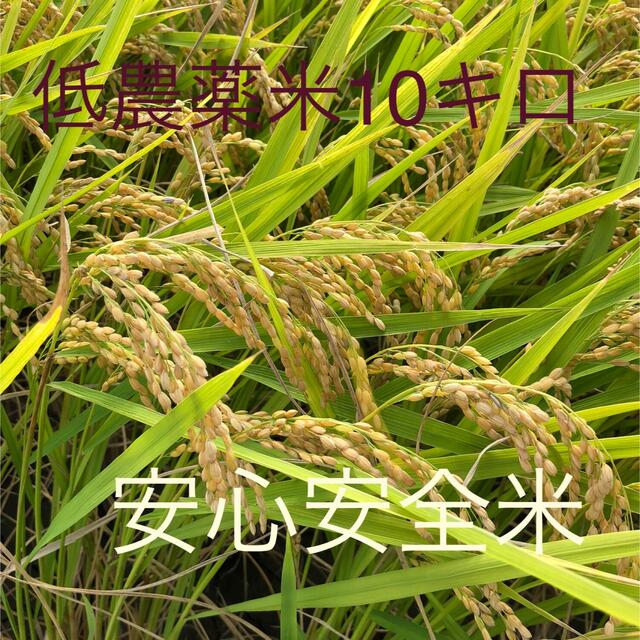 低農薬　新米あきさかり　玄米10キロ 食品/飲料/酒の食品(米/穀物)の商品写真