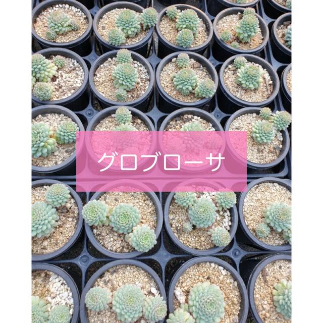 多肉植物　グロブローサ  売却済み ハンドメイドのフラワー/ガーデン(その他)の商品写真