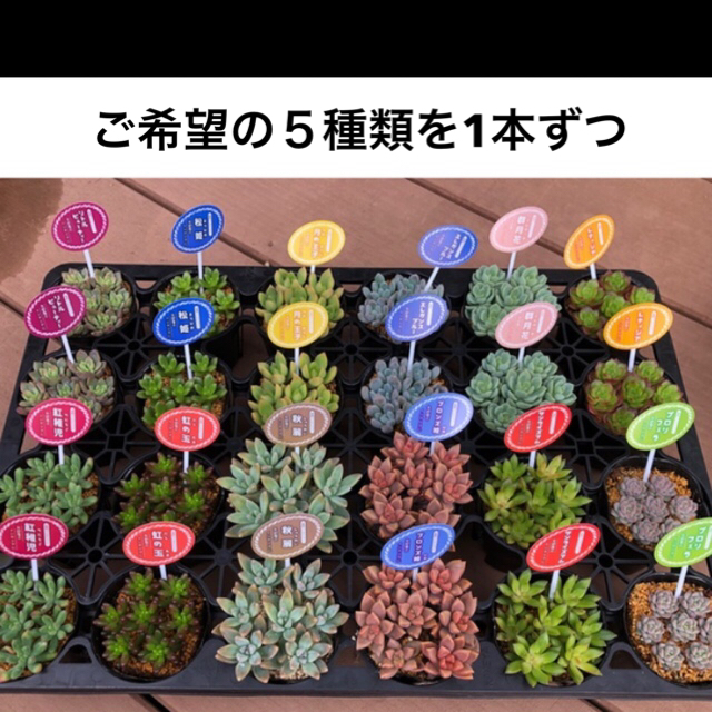 多肉🍀ご希望の5種類5本セット🍀寄せ植えにいかがでしょう😊 ハンドメイドのフラワー/ガーデン(その他)の商品写真