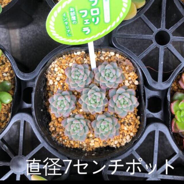 多肉🍀ご希望の5種類5本セット🍀寄せ植えにいかがでしょう😊 ハンドメイドのフラワー/ガーデン(その他)の商品写真