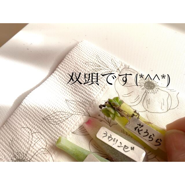 多肉植物 ☆虹色🌈葉挿しセット☆値下げ！！双頭の花うらら。ラウリンゼも❤ ハンドメイドのフラワー/ガーデン(その他)の商品写真