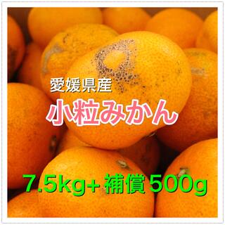 802 小粒みかん 7.5kg+補償500g 訳あり 愛媛県産 蜜柑(フルーツ)