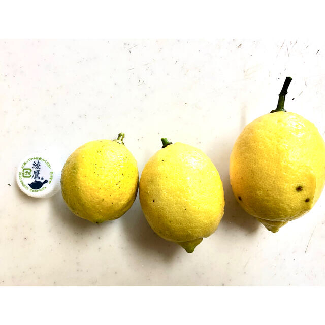 無農薬レモン　ふぞろい　福岡県産　無農薬レモン　檸檬　フルーツ　 食品/飲料/酒の食品(フルーツ)の商品写真