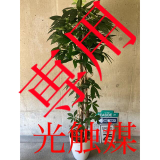 光触媒　人工観葉植物　ウォールグリーン　フェイク　アレンジ　パキラ170