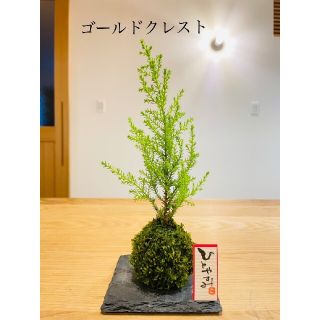 ゴールドクレストの苔玉　観葉植物(その他)