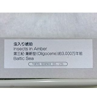 虫入り琥珀　ジュラシックパーク　第三紀・漸新世　3000万年前　東京サイエンス