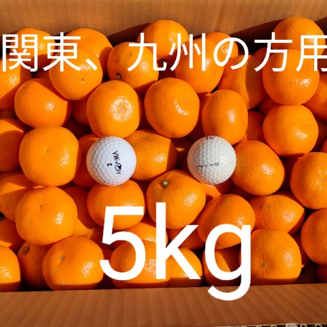 【関東、信越、九州の方用】小粒ミカン5kg 食品/飲料/酒の食品(フルーツ)の商品写真