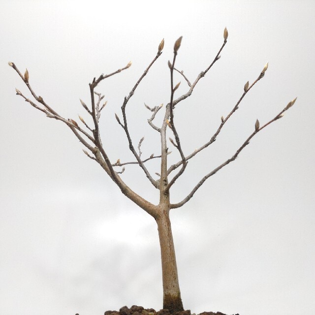 【かんたんラ】 寒樹姫沙羅（ヒメシャラ）盆栽 S036の通販 by 盆栽創｜ラクマ データ