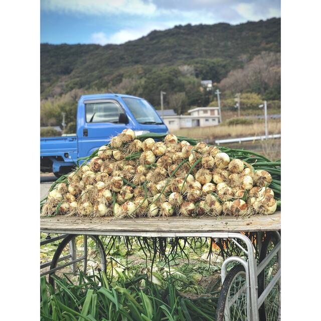 淡路島産 新玉ねぎ3kg+白菜セット 食品/飲料/酒の食品(野菜)の商品写真