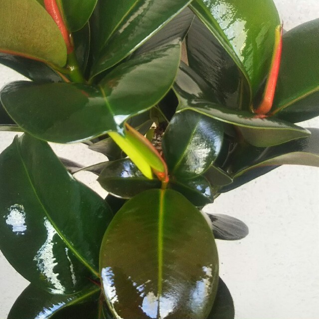 フィカス・ソフィア！観葉植物‼️高級セラアート鉢受皿付❗️高さ◎！樹形綺麗！ハンドメイド