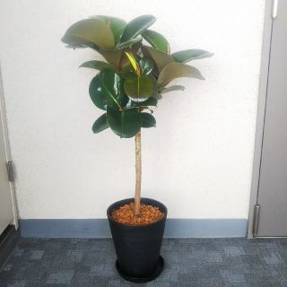 フィカス・ソフィア！観葉植物‼️高級セラアート鉢受皿付❗️高さ◎！樹形綺麗！(プランター)