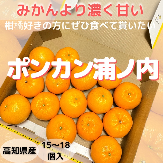 高知県産 ポンカン15個 浦ノ内 食品/飲料/酒の食品(フルーツ)の商品写真