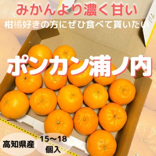 高知県産 ポンカン15個 浦ノ内(フルーツ)