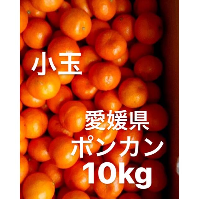 愛媛県産　ポンカン　柑橘　　10kg 食品/飲料/酒の食品(フルーツ)の商品写真