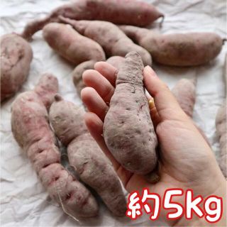 紫芋 ムラサキイモ 希少品種 パープルスイートロード 5kg わけあり/送料込(野菜)