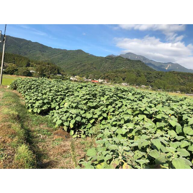 ヤーコン4kg無農薬栽培鹿児島県産