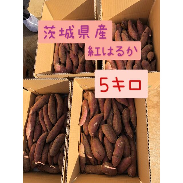 さつまいも　紅はるか　10kg    食品/飲料/酒の食品(野菜)の商品写真