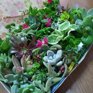 多肉植物 カット苗★★ 箱にいっぱい25種類(その他)