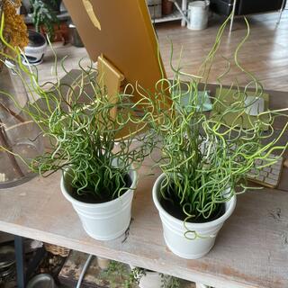 IKEA - 人工観葉植物　ラセンイホーロー鉢2個セット