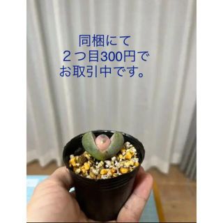 値引き中！！多肉植物　令和の桃太郎② 1/16購入(その他)