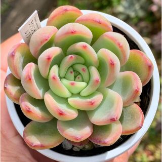 ☆ラウリンゼ×ルブラ 多肉植物(抜き苗・速達付)自家栽培 国産の通販