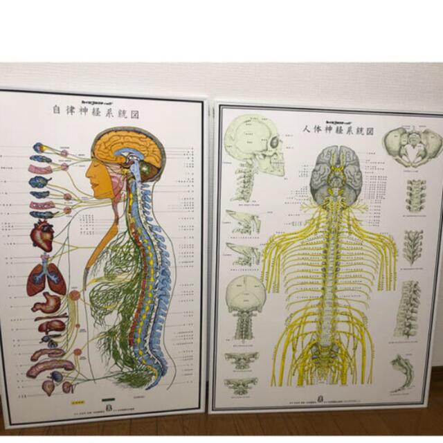 カイロプラクティック、自律神経、人体神経系統図パネルのサムネイル
