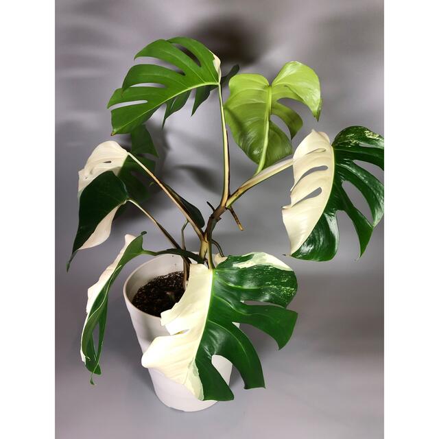 モンステラ　斑入り ホワイトタイガー Monstera borsigiana 3