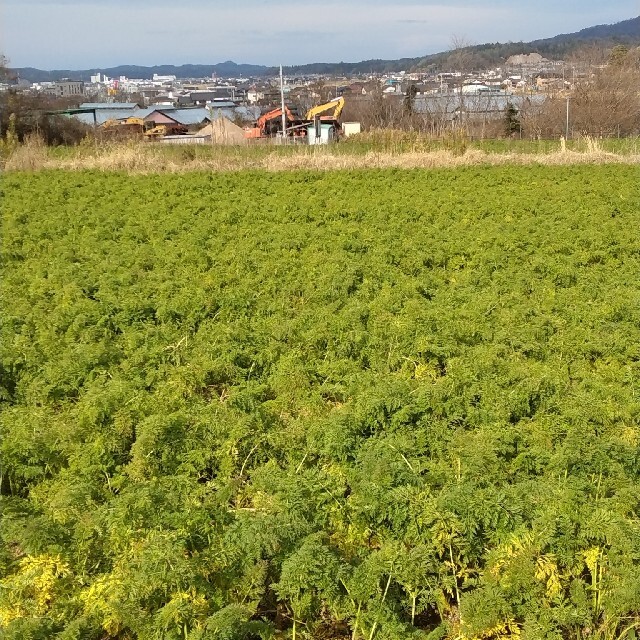 京丹後市産｢にんじん｣10㎏ 食品/飲料/酒の食品(野菜)の商品写真