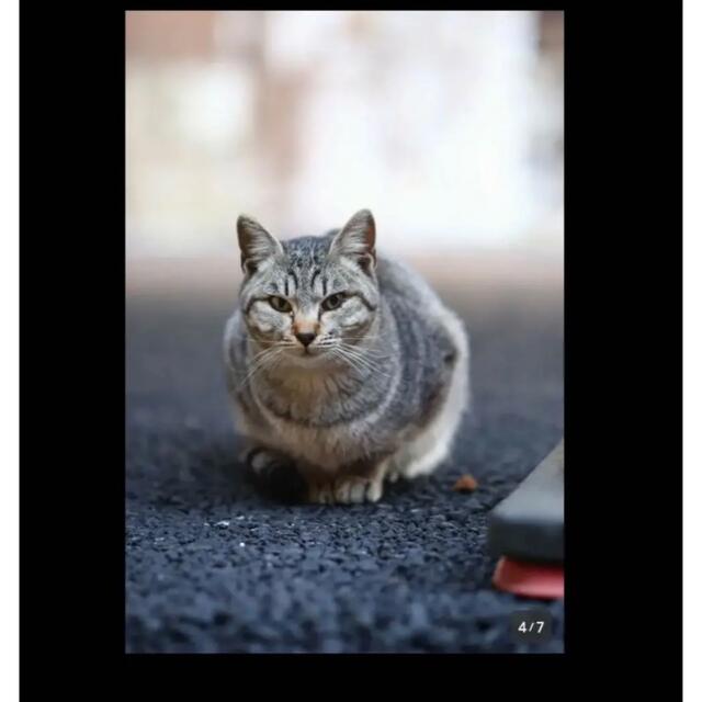 ★希少★ Canon一眼レフ対応　85mm F1.8 単焦点レンズ