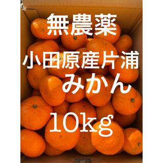 小田原産片浦みかん　無農薬　10kg(フルーツ)