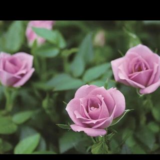 ミニバラ　パープル色ミニ薔薇　チューリッヒ　花苗(その他)