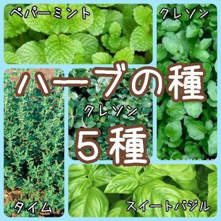 【ハーブのタネ】5種 100粒 種子 種(その他)