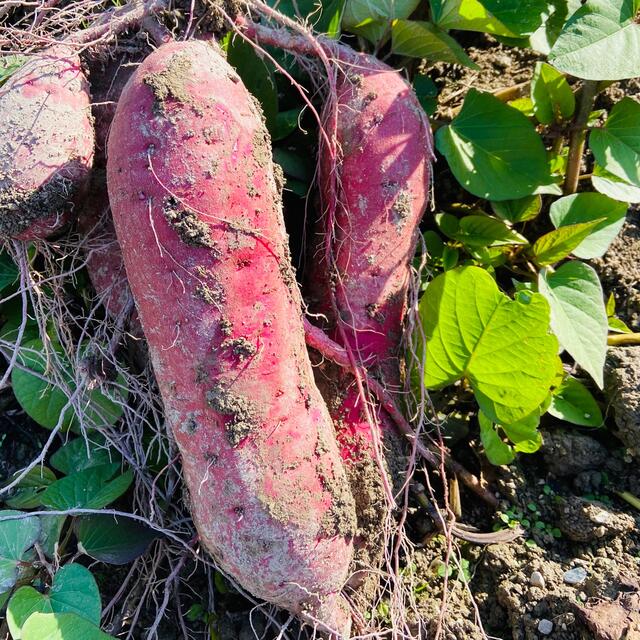 和歌山県産★紅はるか さつまいも 10キロ 特大サイズサツマイモ★甘くて美味しい 食品/飲料/酒の食品(野菜)の商品写真