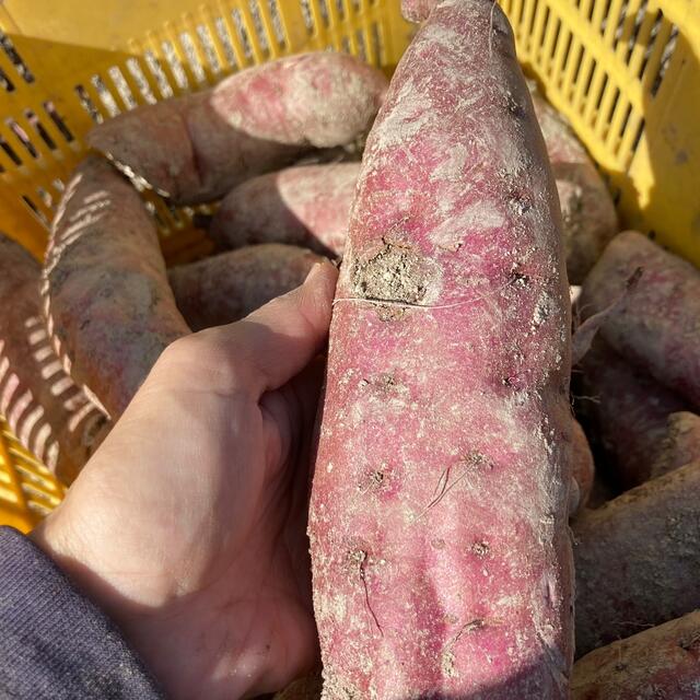 訳あり★和歌山県産 紅はるか さつまいも 10キロ サツマイモ★甘くて美味しい 食品/飲料/酒の食品(野菜)の商品写真