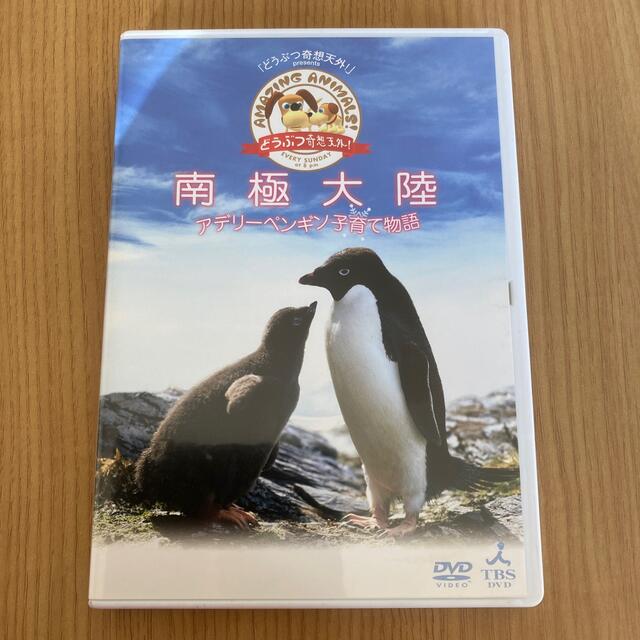 「どうぶつ奇想天外！」presents南極大陸・アデリーペンギン子育て物語 DV エンタメ/ホビーのDVD/ブルーレイ(舞台/ミュージカル)の商品写真