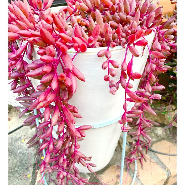 多肉植物　ぶどう色　ルビーネックレス　セダムカット苗　5カット ハンドメイドのフラワー/ガーデン(その他)の商品写真