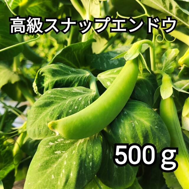 高級スナップエンドウ　500g　サイズミックス　　産地直送 食品/飲料/酒の食品(野菜)の商品写真