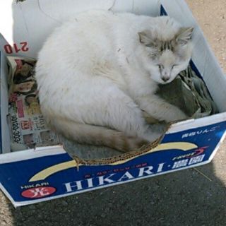 猫の写真②(写真)