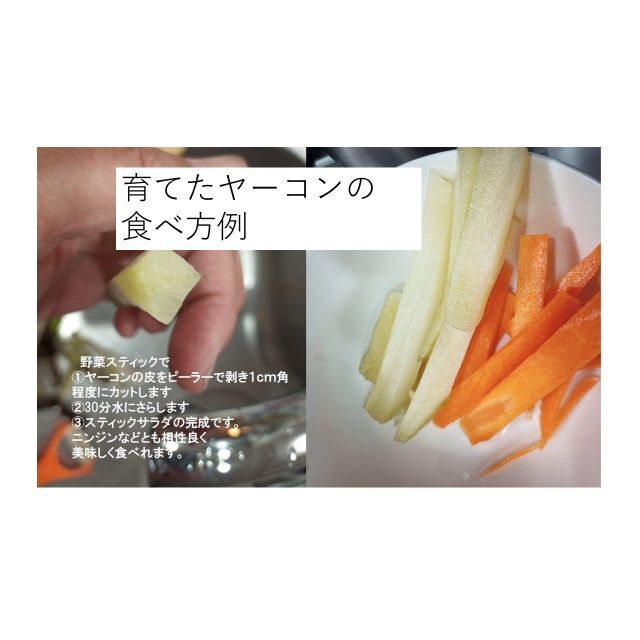 ヤーコン種芋　25芽分　分球済　オリゴ糖 食品/飲料/酒の食品(野菜)の商品写真
